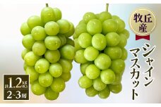 山梨直送!!シャインマスカット 2～3房(計1.2kg以上)【1579257】