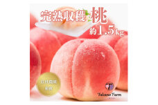 完熟収穫桃 約1.5kg 山梨県産 自社農園産直!【1579458】