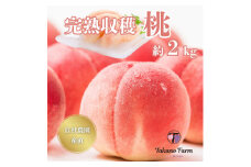 完熟収穫桃 約2kg 山梨県産 自社農園産直!【1579459】