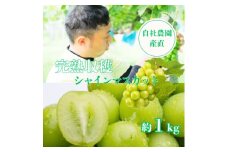 シャインマスカット約1kg 山梨県産 自社農園直送!完熟収穫!【1579478】