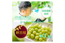 ＜贈答用＞シャインマスカット 約1kg 山梨県産 自社農園産直!完熟収穫!【1580903】
