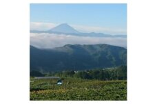 ＜山梨市牧丘＞サンシャインレッド『甲斐ベリー7』体験型ぶどう苗木オーナー権利＜10年間＞【1582597】