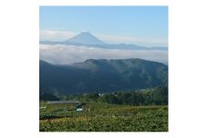 ＜山梨市牧丘＞シャインマスカット体験型ぶどう苗木オーナー権利＜10年間＞【1582629】