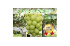 シャインマスカット 計1.2kg(2房)【1591155】