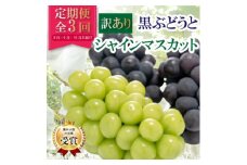 ＜発送月固定定期便＞＜訳アリ＞山梨の黒ぶどう2種類・シャインマスカット全3回【4064510】