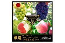 ＜発送月固定定期便＞フルーツ定期便全4回【4066761】