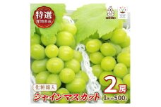 特選!シャインマスカット2房化粧箱入　山梨市産地直送　約500g×2房【1178158】