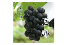 ＜2026年発送 先行受付＞『数量限定』山梨市産種無し巨峰2房入　約1kg【1622448】