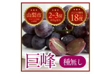 ＜2025年発送＞山梨県山梨市牧丘 人気の種無し巨峰 2～3房(約1kg)【1635884】