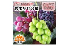 朝もぎ直送!!過保護に育った葡萄『おまかせ3種』3～6房(約2kg)※数量限定【1643715】