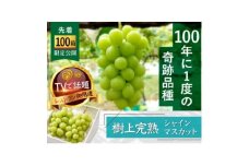 ＜先着100箱限定＞ギリギリまで完熟させた市場に出回らない『樹上完熟シャインマスカット』約2kg【1659951】