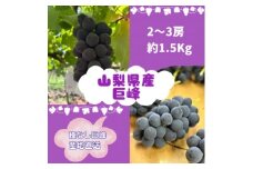 ＜2026年先行受付＞巨峰2～3房(約1.5kg)【1667737】