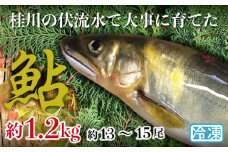 山梨県産　桂川の冷凍あゆ　約1.2kg(約13～15尾)