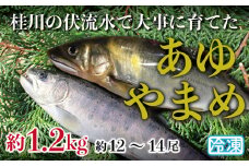 山梨県産　桂川の冷凍あゆ・やまめセット　計:約1.2kg(約12～14尾)