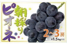 ピオーネ 種なし 約 1.5kg 2房 ~ 3房 山梨県産 朝採り 鮮度 美味しい おすすめ 人気 予約 山梨県 産地直送 フルーツ ブドウ 果物  ぶどう グレープ くだもの お届け 国産 葡萄 先行予約 贈答 新鮮　【2025年8月下旬より順次発送】
