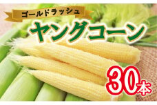 産地直送！新鮮朝採り  ヤングコーン  とうもろこし※離島への配送不可 ※着日指定不可