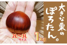 大きな栗のぽろたん　とっても甘い低温熟成栗　