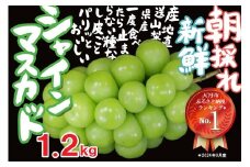 【2026年収穫分先行予約】 シャインマスカット 1.2kg ＼山梨県産 国産 ／ 特選 おすすめ 人気 予約 ギフト 産地直送 ぶどう 葡萄 果物 フルーツ くだもの シャイン マスカット お届け 贈答 新鮮 さんちゃんファーム