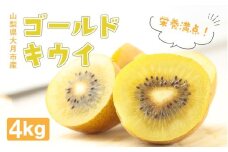 【先行予約】ご家庭用 国産ゴールドキウイ(小玉) 4kg　2025年10月より順次発送　