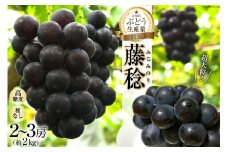 【2025年発送】 令和7年 ぶどう 藤稔 約 2kg 山梨 やまなし ブドウ 葡萄 果物 くだもの フルーツ 2キロ 期間限定 季節限定 産地直送 JA 梨北 厳選契約農家 山梨 山梨県産 高級 贈答 ギフト [梨北農業協同組合 山梨県 韮崎市 20743008]