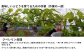 穂坂果実郷