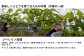 穂坂果実郷
