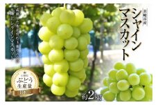 【2025年発送】先行受付  シャインマスカット 2025 予約  約 2kg 上級グレード マスカット 山梨 ぶどう ブドウ 葡萄 果物 くだもの フルーツ 2キロ 期間限定 季節限定 産地直送 山梨県産 [梨北農業協同組合 山梨県 韮崎市 20743009]