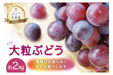【2025年発送】『粒』ぶどう 約 2kg 先行予約 山梨 やまなし 山梨県産 フルーツ 果物 葡萄 ブドウ 粒ぶどう 2キロ 期間限定 季節限定  ※房でのお届けではありません  [元気農園 山梨県 韮崎市 20742850]
