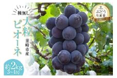 【2025年発送】 ぶどう 先行受付 ピオーネ 大粒 種無し 約 2kg ピオーネ 山梨 やまなし ブドウ 葡萄 フルーツ 果物 2キロ 山梨県産 産地直送 期間限定 季節限定 冷蔵  [フルーツランド平賀 山梨県 韮崎市 20742837]