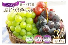 【2025年発送】 ぶどう 先行予約 山梨 やまなし ブドウ 葡萄 鈴木ぶどう園のぶどう3色セット 3房 約 1.6kg  1.6キロ 食べ比べ フルーツ 果物 期間限定 季節限定 シャインマスカット 産直 [鈴木ぶどう園 山梨県 韮崎市 20742852]