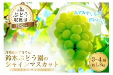 【先行受付】鈴木ぶどう園のシャインマスカット（3～4房 約1.8kg） [鈴木ぶどう園 山梨県 韮崎市 20743248] シャインマスカット ぶどう ブドウ 葡萄 フルーツ 果物 期間限定 季節限定