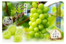【2026年発送】 シャインマスカット 予約 約 2kg シャイン マスカット 山梨 ぶどう ブドウ 葡萄 種なし 果物 フルーツ 2キロ 山梨県産 産地直送 期間限定 季節限定 冷蔵 [フルーツランド平賀 山梨県 韮崎市 20742831]