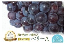 【2025年発送】 ぶどう ベリーA 約 2kg 山梨 やまなし ぶどう ブドウ 葡萄 マスカット 種なし ワインぶどう 果物 フルーツ 2キロ 山梨県産 産地直送 期間限定 季節限定 冷蔵 [フルーツランド平賀 山梨県 韮崎市 20742838]