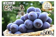 【2025年発送】ぶどう 先行受付 ピオーネ 一房 約 500g 山梨 やまなし ブドウ 葡萄 果物 くだもの フルーツ 期間限定 季節限定 産地直送 山梨県産 韮崎市産 [梨北農業協同組合 山梨県 韮崎市 20743403]