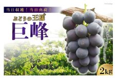 【2025年発送】【当日収穫！当日出荷！】巨峰（種なし） 2kg [モリモリファーム 山梨県 韮崎市 20742846] フルーツ 果物 葡萄 ブドウ 2キロ 期間限定 季節限定 冷蔵