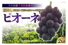 【2025年発送】【当日収穫！当日出荷！】ピオーネ（種なし）約2kg [モリモリファーム 山梨県 韮崎市 20742847] フルーツ 果物 葡萄 ブドウ 期間限定 季節限定 冷蔵