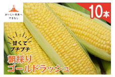 【期間限定発送】 朝採り 即出荷 甘くてプチプチ ゴールドラッシュ 10本 [しゃんと畑 山梨県 韮崎市 20743274] 野菜 とうもろこし トウモロコシ
