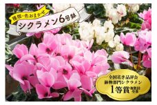 【先行予約】 ＜種類・色お任せ＞ シクラメン 6号鉢 （赤系・ピンク系・オレンジ系・フリンジ系のいずれか) [韮崎ナーセリー 山梨県 韮崎市 20743729] シクラメン お花 花 フラワー 鉢植え 6号 フラワーギフト ギフト プレゼント 贈り物
