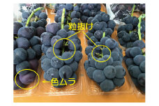 【2025年発送】山梨県産 ぶどう 元気農園のぶどう（家庭用・房） 約2kg [元気農園 山梨県 韮崎市 20742848] フルーツ 果物 葡萄 ブドウ 2キロ 期間限定 季節限定