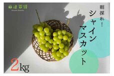 【2025年発送】シャインマスカット 2025 予約 約 2kg シャイン 山梨 やまなし ぶどう ブドウ 葡萄 マスカット 種なし 果物 フルーツ 山梨県産 産地直送 期間限定 季節限定 冷蔵 NS-1001 韮崎翠緑セレクト[韮崎翠緑 山梨県 韮崎市 20742826]