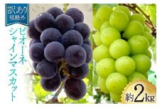 【2025年発送】【訳あり】ぶどう 先行予約 ピオーネ & シャインマスカット 詰め合わせ 約2kg 規格外 山梨 やまなし 山梨県産 ぶどう 食べ比べ《2025年9月下旬から順次出荷》 ブドウ 葡萄 2キロ 家庭用 食べ比べ 産直 直送 [元気農園 山梨県 韮崎市 20742851]