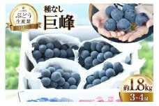 【2025年発送】 ぶどう 先行受付 種なし 巨峰  計1.8kg程度  3〜4房 山梨 やまなし ブドウ 葡萄 種無し たねなし 果物 くだもの フルーツ 1.8キロ 期間限定 季節限定 産地直送 山梨県産 [梨北農業協同組合 山梨県 韮崎市 20743014]