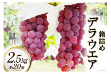 【2025年発送】ぶどう デラウエア 2.5kg 約 20房  箱詰め 山梨 やまなし ブドウ 葡萄 2.5キロ 果物 フルーツ くだもの 山梨県産 産地直送 期間限定 季節限定[太陽農園 山梨県 韮崎市 20743030]