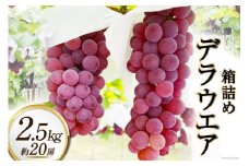 【2025年発送】ぶどう デラウエア 2.5kg 約 20房  箱詰め 山梨 やまなし ブドウ 葡萄 2.5キロ 果物 フルーツ くだもの 山梨県産 産地直送 期間限定 季節限定[太陽農園 山梨県 韮崎市 20743030]