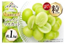 【2025年発送】シャインマスカット 訳あり家庭用 粒 にてお届け 約1kg 山梨県産 冷蔵発送 果物 フルーツ 山梨 ぶどう マスカット ブドウ 葡萄 規格外 期間限定 季節限定 冷蔵 レビューキャンペーン 山梨 [斎庵 山梨県 韮崎市 20742798] 