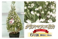 観葉植物 クリスマスエリカ 6号鉢 ( スズランエリカ ) 樹高55～80cm [全国農業協同組合連合会 山梨県本部 山梨県 韮崎市 20742130] クリスマス エリカ おしゃれ 小さい 玄関 卓上 ツリー 冬の贈り物
