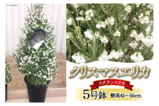 観葉植物 クリスマスエリカ 5号鉢 ( スズランエリカ ) 樹高45～55cm [全国農業協同組合連合会 山梨県本部 山梨県 韮崎市 20742708] クリスマス エリカ おしゃれ 小さい 玄関 卓上 ツリー 冬の贈り物