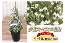 観葉植物 クリスマスエリカ 4号鉢 ( スズランエリカ ) 樹高30～45cm [全国農業協同組合連合会 山梨県本部 山梨県 韮崎市 20742707] クリスマス エリカ おしゃれ 小さい 玄関 卓上 ツリー 冬の贈り物