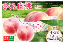 【2025年発送】桃 山梨 秀品 朝どれ 硬い桃  さくら白桃 約 2.1kg  4～5玉 朝獲れ 大玉 さくら 白桃 もも 桃 モモ フルーツ 果物 山梨県産 産地直送 期間限定 季節限定 冷蔵 8月下旬から発送 [韮崎市桃農家の産直 山梨県 韮崎市 20742795]