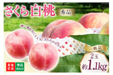 【2025年発送】桃 山梨 秀品 朝どれ 硬い桃 さくら白桃 約 1.1kg  2玉 朝獲れ  大玉 さくら 白桃もも 桃 モモ フルーツ 果物 山梨県産 産地直送 期間限定 季節限定 冷蔵  8月下旬から発送 [韮崎市桃農家の産直 山梨県 韮崎市 20742794]